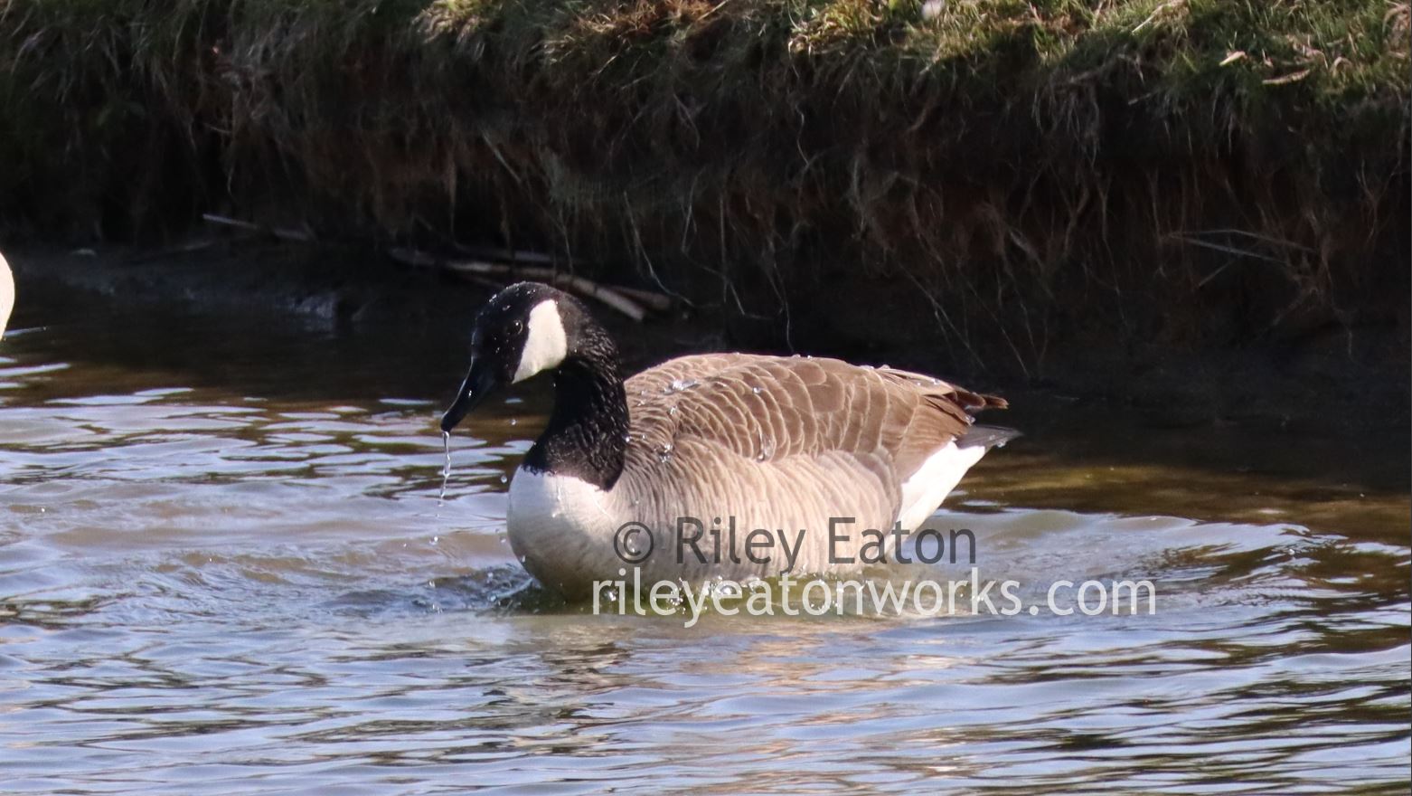 Duck, Duck, Goose! (Photography)