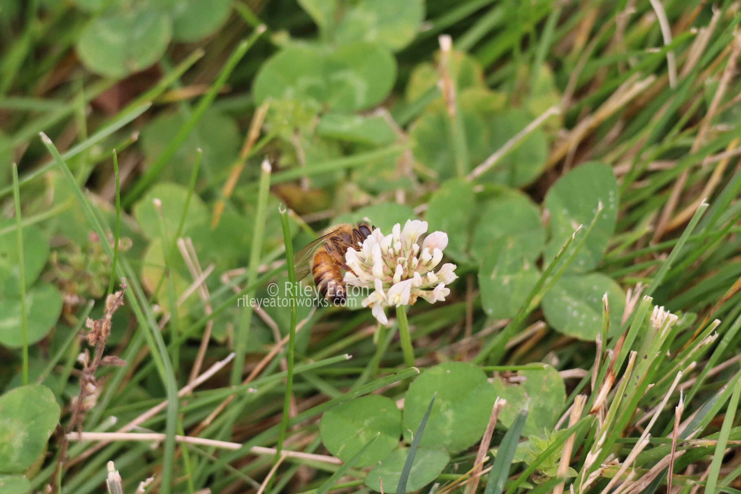 Bees! (Photography)